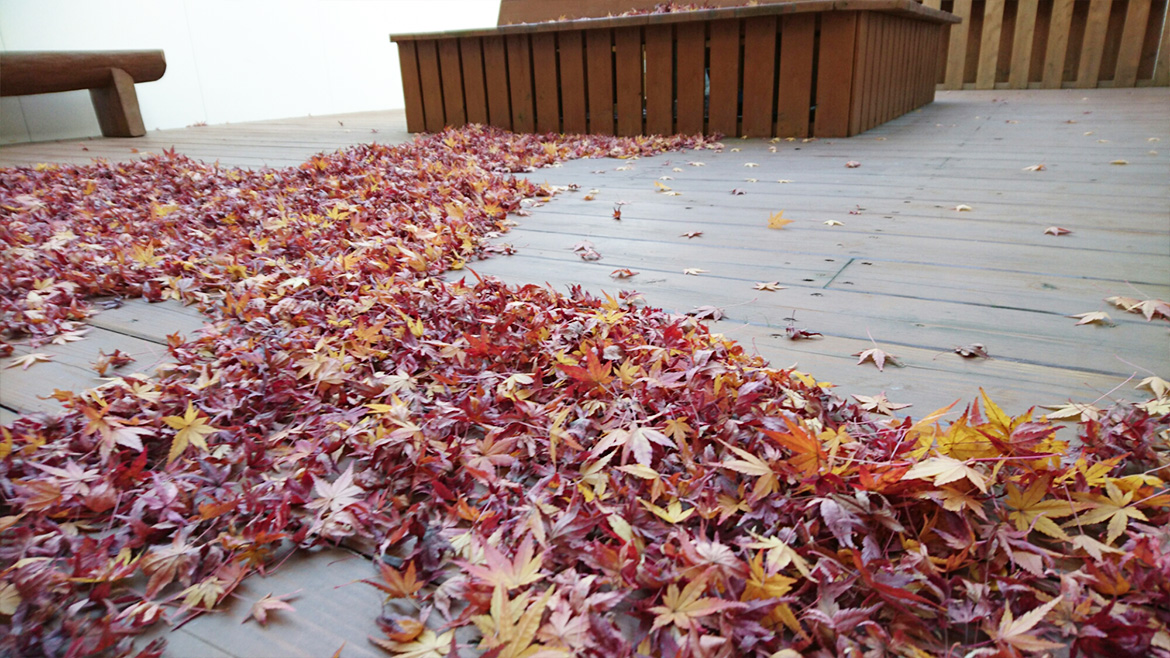 写真：紅葉