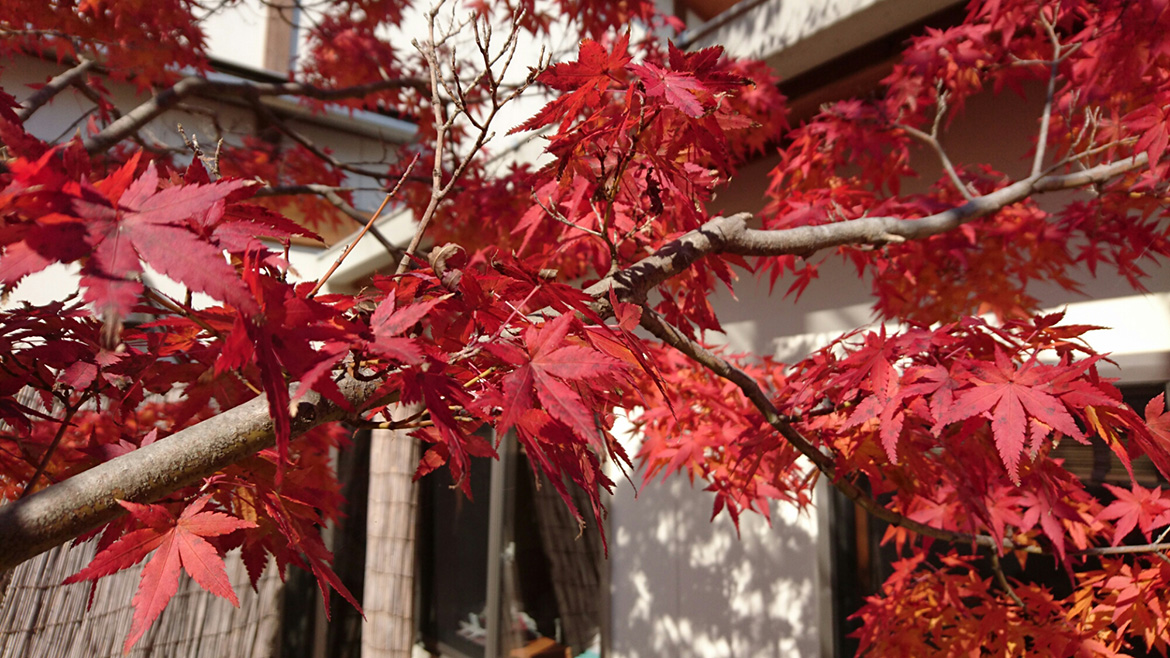 写真：季楽里の紅葉