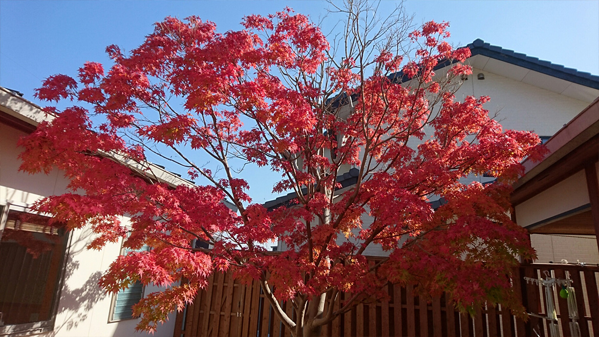 写真：季楽里の紅葉