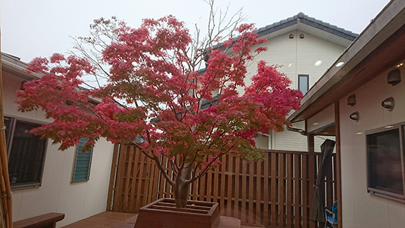 写真：紅葉