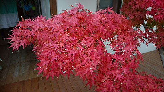 写真：紅葉