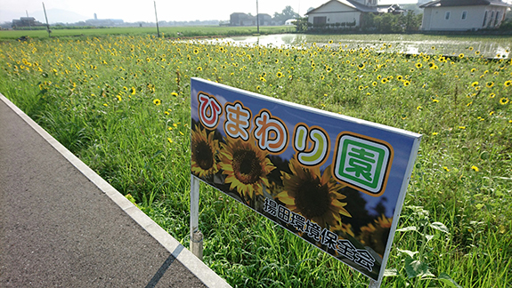 写真：ひまわり畑