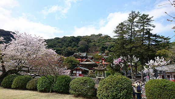 写真：祐徳神社の桜