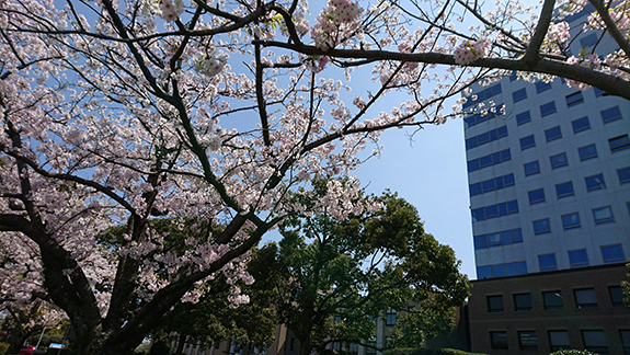 写真：県庁前の桜