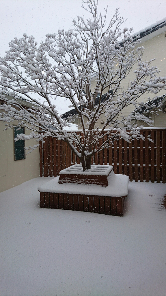 写真：大雪