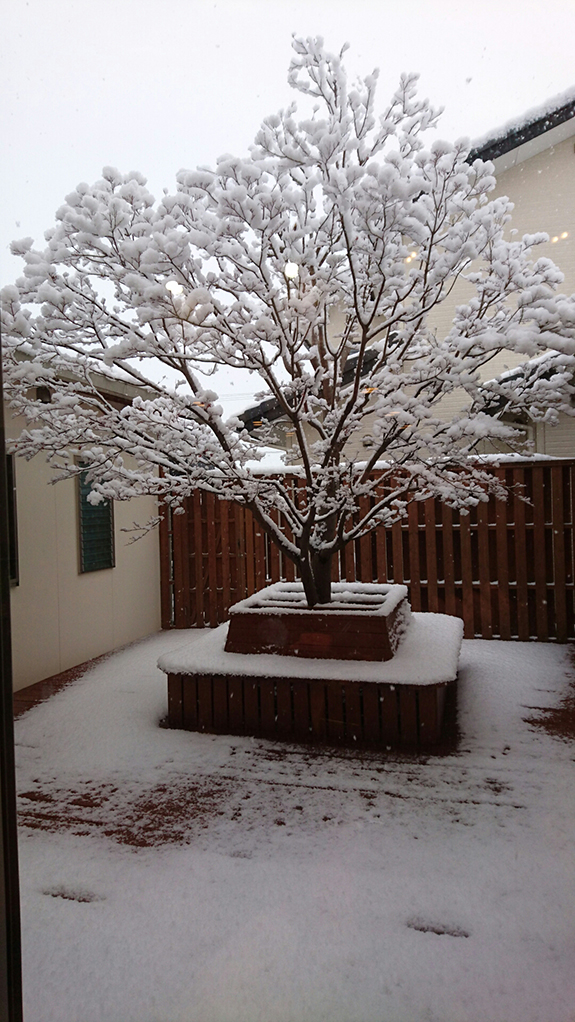 写真：初雪