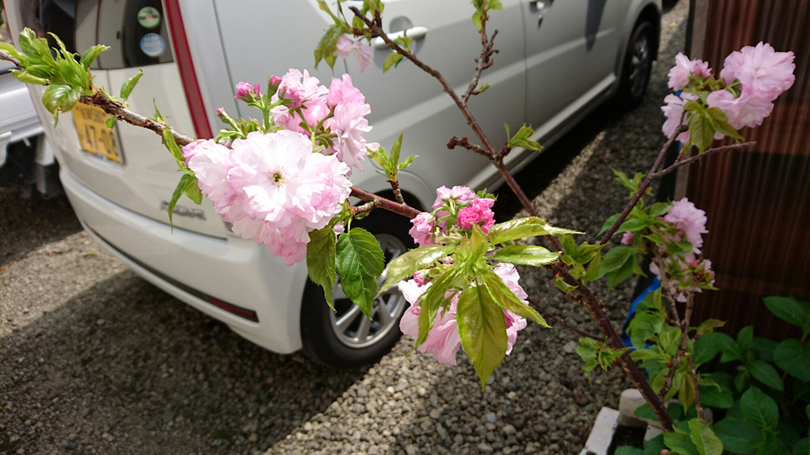 写真：綺麗な桜