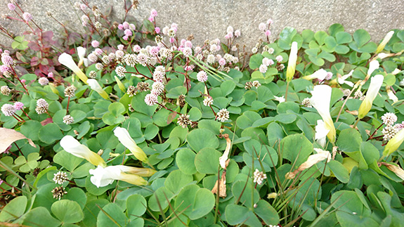 写真：可愛い野花